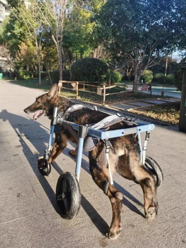 Vista 8 de Dog Wheelchair for Back/Front Legs，Adjustable Pet Mobility Cart, All-Aviation Aluminum Frame ，4 Shock-Absorbing Wheels，Comfortable Harness for Small