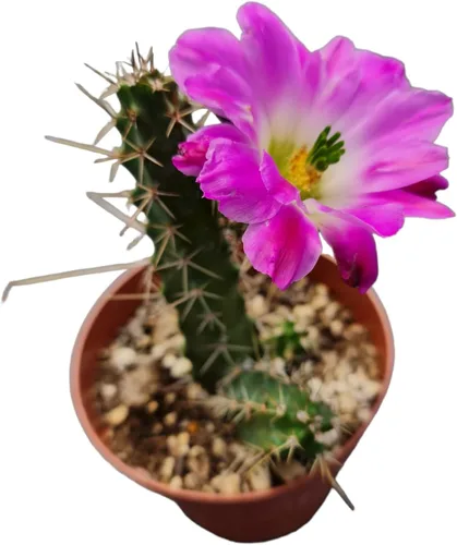 Vista 11 de Plantas de cactus suculentas vivas de USKC (maceta de 4 pulgadas) (Aptenia Cordifolia Variegata)