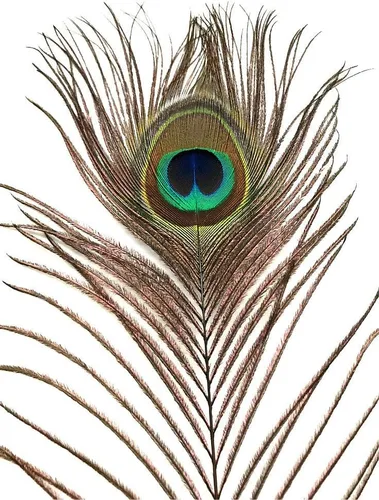 Vista 2 de American Feathers Plumas de cola de pavo real con ojos de 35 a 40 pulgadas por 50