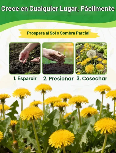 Vista 6 de Semillas de diente de león para plantar: más de 4,000 semillas de hierbas de diente de león (Taraxacum officinale), hojas comestibles, raíces