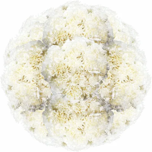 Vista 17 de GlobalRose 100 flores de clavel rosa – Claveles de flores frescas de origen responsable – Ramo fresco seleccionado a mano para graduación