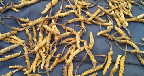 Vista 3 de Cordyceps salvajes, hongo Cordyceps Sinensis entero del Himalyan, genuino y muy raro, alto grado, aumenta la energía, reduce el estrés para hombres