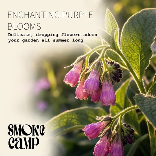 Vista 2 de Smoke Camp Crafts Planta de consuelda, Symphytum officinale, hermosas plantas de punto, decoración de jardín, maceta de 2.5 pulgadas