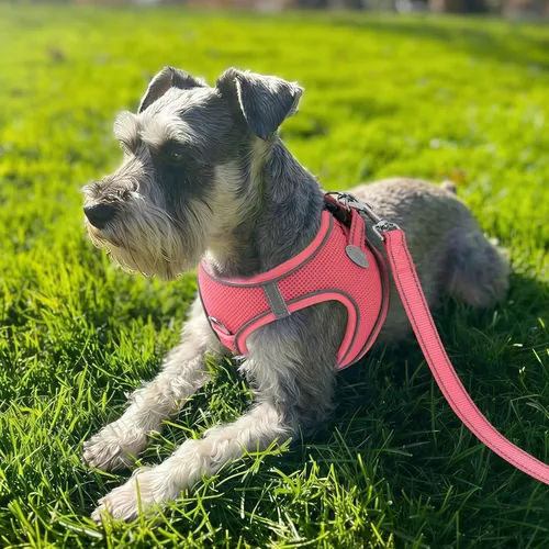 Vista 31 de Joytale Arnés para Perros Pequeños, Chaleco de Malla Transpirable Step-in, Arneses Acolchados Suaves Reflectantes para Gatos y Perros Cachorros