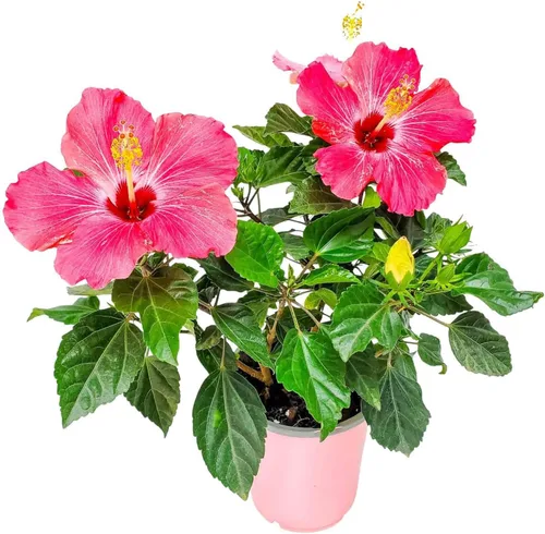 Vista 14 de Arbusto de Hibisco Fiesta - Planta Floreciente de Hibisco Viva - Planta de Flor Tropical - Maceta de 1 Galón - Altura Total de 10" a 14" - Plantas
