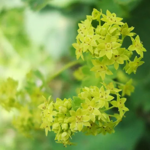 Vista 2 de Manto de Señora (Alchemilla vulgaris) - Paquete de 50 Semillas