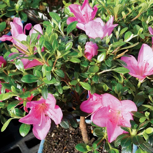 Vista 5 de Brussel's Bonsai Live Satsuki Azalea Bonsai, árbol de flores vivas, para exteriores, pequeño, 5 años de edad, 5 a 8 pulgadas de alto, paquete de 2