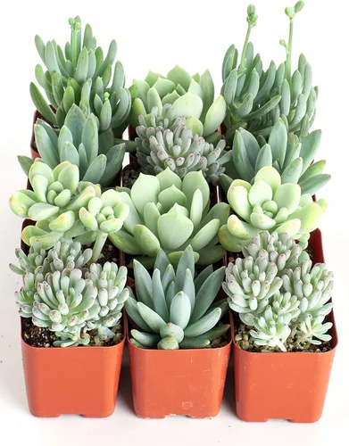 Vista 3 de Compra un gran surtido de suculentas seleccionadas a mano, plantas suculentas para interiores, totalmente enraizadas, Paquete de 6, Azul