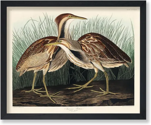 Vista 106 de Poster Master Póster vintage de James Audubon – Impresión retro de amargo americano – Arte de aves de América – Regalo para hombres, mujeres