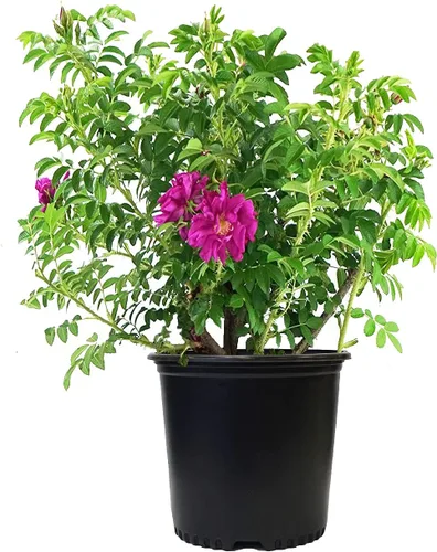 Vista 9 de Proven Winners - ROSA `AT LAST` (Rosa) Rosa, flores naranjas, #2 - Tamaño del contenedor