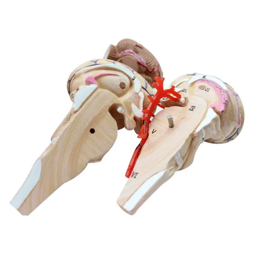 Vista 4 de Modelo anatómico del cerebro humano con arteria cerebral y nervio 9 partes para la enseñanza médica
