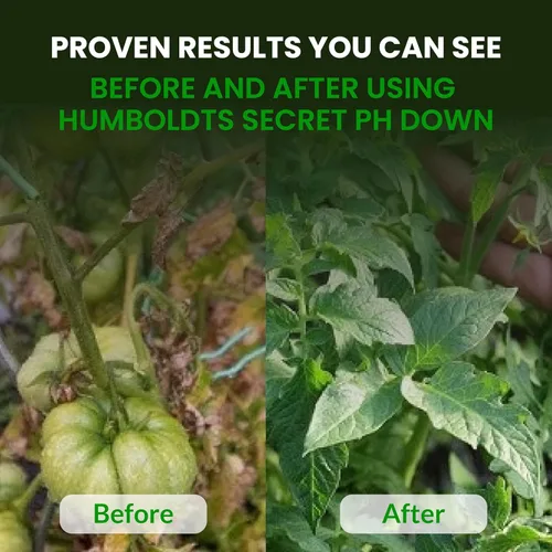 Vista 6 de Mejor alimento para plantas y árboles: Golden Tree de Humboldts Secret, crecimiento explosivo, incremento de la producción, recuperador de plantas