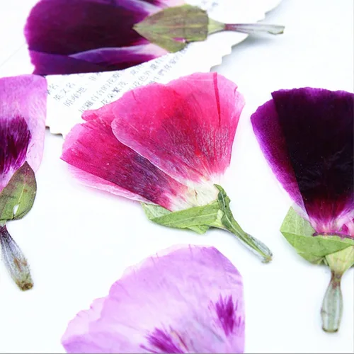 Vista 5 de 48 piezas de flores secas prensadas para manualidades, resina, bricolaje, flores naturales secas y epoxi, flores reales con hojas, plantas