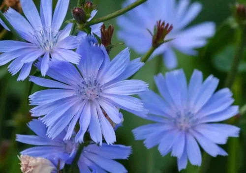 Vista 5 de Semillas de flores silvestres de achicoria de asta (Cichorium Intybus), 1 libra