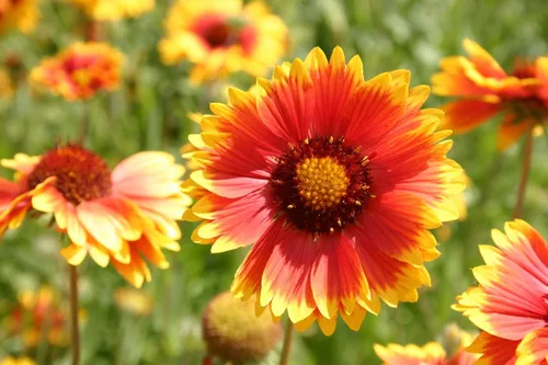 Vista 2 de Blanketflower Gaillardia Seeds (Gaillardia aristata) - Más de 500 semillas de reliquia sin OMG de Isla's Garden Seeds, flores silvestres perennes