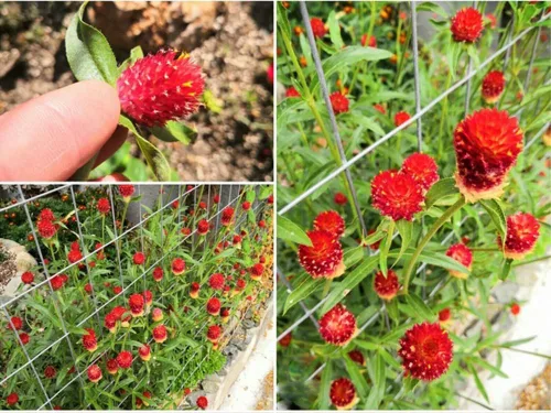 Vista 4 de 100 semillas de gomphrena globosa roja extra raras