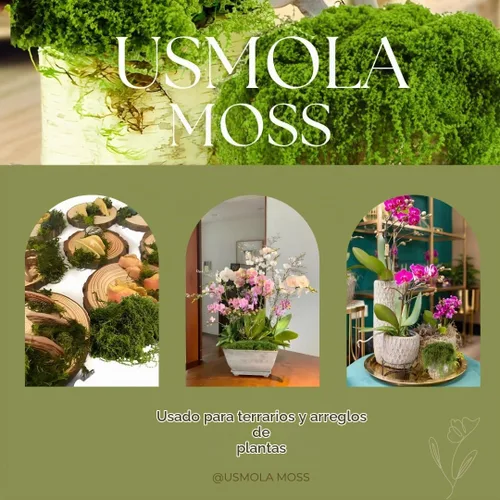Vista 5 de USMOLA Musgo falso de 3.5 onzas para plantas de interior, musgo artificial para centros de mesa, jardines de hadas, terrarios, césped sintético