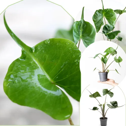 Vista 4 de 2 plantas de Alocasia de coral negro vivo para cultivo en interiores y exteriores, de 4 a 8 pulgadas de alto, rara y resistente