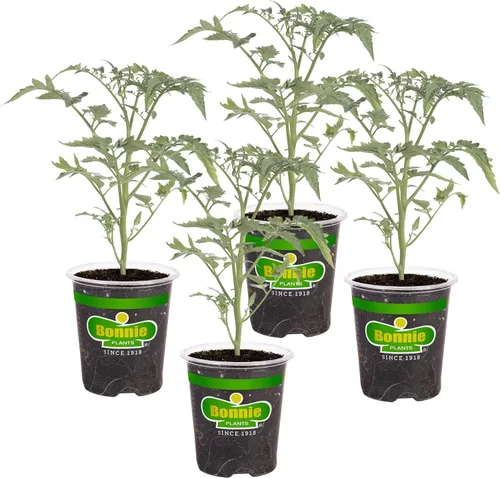 Vista 11 de Bonnie Plants Tomate rojo beefsteak 19.3 oz. paquete de 4