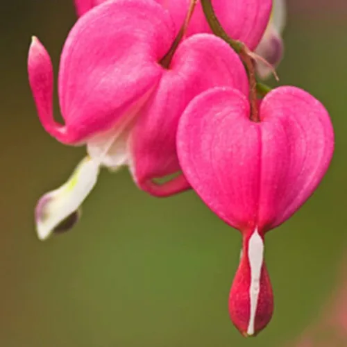 Vista 4 de 20 piezas de semillas de corazón sangrante rojo - Semillas de flores raras de Dicentra Spectabilis