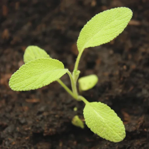 Vista 2 de Seed Needs Semillas de salvia para plantar hierbas de hoja ancha, semillas de hierbas culinarias sin OMG y sin tratar para plantar un jardín