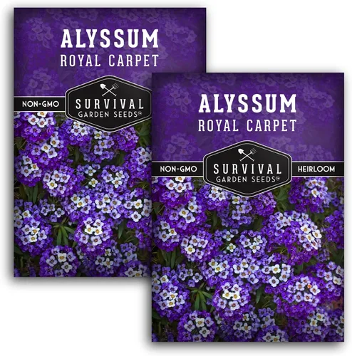 Vista 10 de Semillas de Alyssum para plantar - Sweet Royal Carpet Purple Alyssum - Flor perenne fragante y cobertura del suelo - Semillas autóctonas