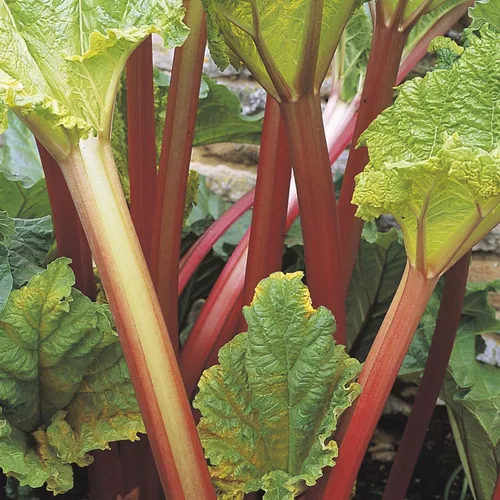 Vista 2 de RHUBARB Victoria - Fruta-Vegetal - 0.05 oz 20+ Semillas Perennes