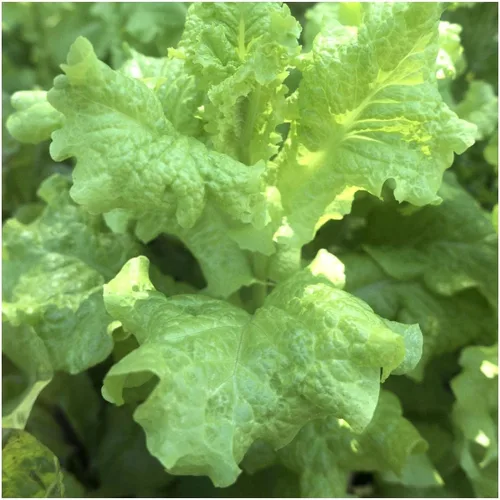 Vista 2 de Everwilde Farms - Semillas de lechuga Simpson de semillas negras de 1 onza - Gold Vault