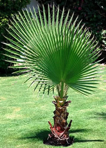 Vista 7 de 30 semillas de palmera de abanico, Washington Filifera, planta de hoja perenne de rápido crecimiento