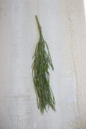 Vista 5 de Ebros Gift Paquete de 6 plantas suculentas largas y realistas con tallos de hojas suaves y realistas de 26 pulgadas de largo, plantas suculentas