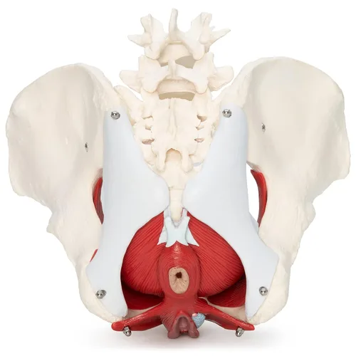 Vista 6 de Modelo anatómico Wellden Product de pelvis de mujer con órganos removibles - 6 piezas, tamaño real