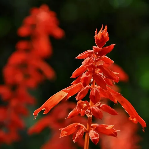 Vista 5 de 50 semillas de flores de salvia escarlata para plantar, semillas de Salvia raras perennes, semillas de agastache de arenisca Arizona sin OMG