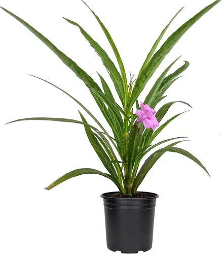 Vista 9 de Pink Ruellia Katie's Dwarf 3 plantas vivas Petunia Brittoniana mexicana Plantas perennes tolerantes a la sequía Cobertura del suelo