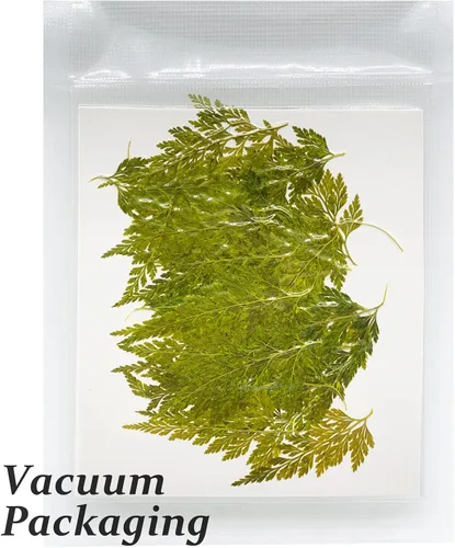 Vista 3 de ALJ Hojas de helecho secas reales, 42 hojas de helechos prensadas amarillas naturales para arte de resina, decoración de adornos de manualidades