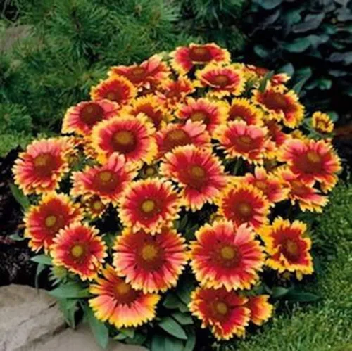 Vista 3 de Arizona Sun Gaillardia, más de 50 semillas, hermosa flor brillante de corte grande