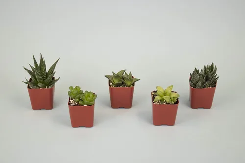 Vista 2 de Compra Suculentas Colección Haworthia Surtido de plantas suculentas de interior vivas, miniaturas de aloe seleccionadas a mano, completamente