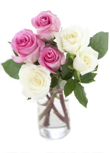 Vista 43 de KaBloom - Rosas arcoíris (media docena)- Flores frescas para cumpleaños, San Valentín y Día de la Madre
