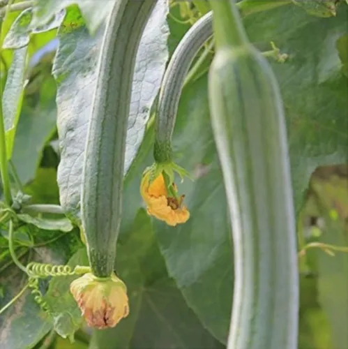 Vista 2 de 30 semillas de calabaza de Luffa súper largas sin OMG semillas de calabaza de esponja de esponja