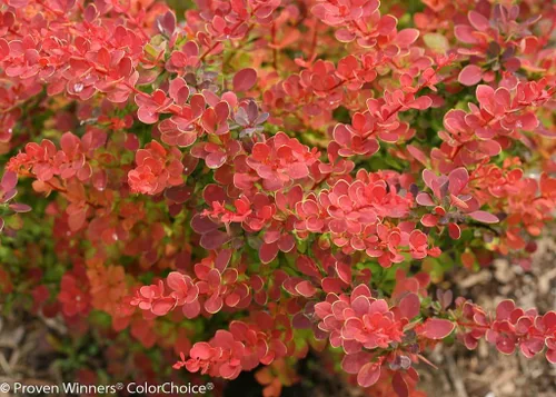 Vista 2 de SUNJOY® Tangelo™ Berberis thunbergiii- Ganadores probados - Maceta de 4