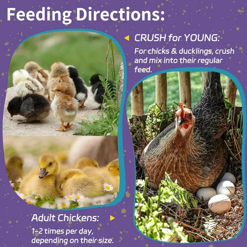 Vista 7 de 2LB Dried Mealworms for Chickens - 52% Protein for Growth
