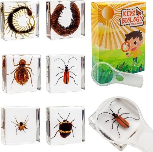 Vista 7 de Juego de muestras de insectos, colección de insectos, regalo educativo científico para niños de 3 a 8 a 12 años