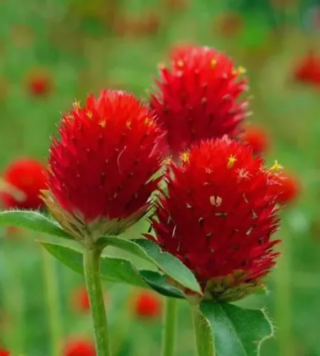 Vista 2 de 100 semillas de gomphrena globosa roja extra raras