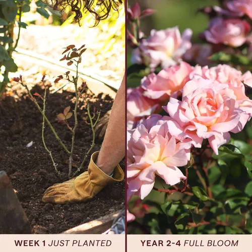 Vista 3 de Rosas trepadoras tradicionales, planta de raíz propia viva para jardín al aire libre, Compassion®, excepcionalmente fragantes, zonas de rusticidad