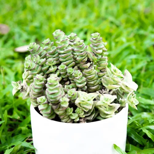 Vista 8 de Caja de suculentas Colección única de suculentas de Crassula vivas, fáciles de cultivar, planta de interior para el hogar, totalmente enraizadas