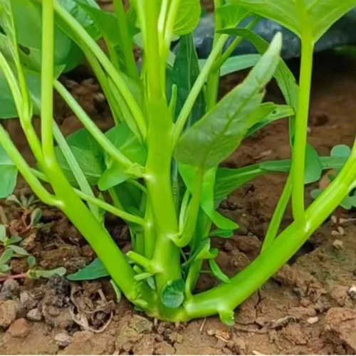 Vista 7 de Más de 2000 semillas de vegetales Kong Xin CAI Agua, espinacas Kangkong, deliciosas semillas de vegetales para plantación de hojas verdes, jardín