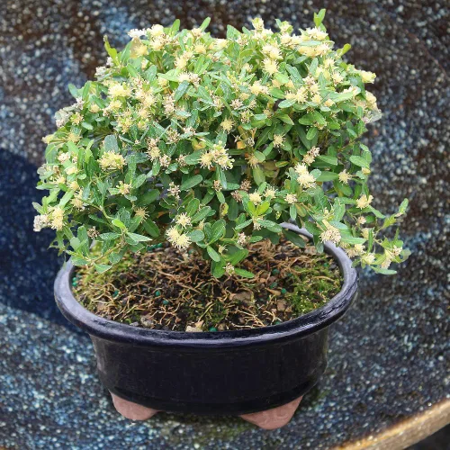 Vista 10 de Brussel's Bonsai - Árbol bonsái para interiores, S