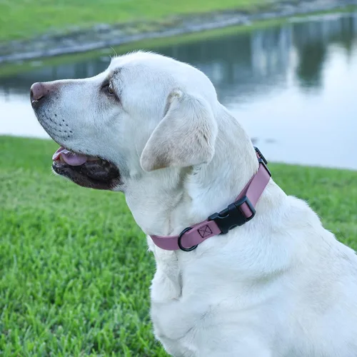 Vista 9 de Dogline Biothane - Collar impermeable para perro con hebilla de liberación rápida, resistente cincha de nailon recubierta con resistente y a prueba