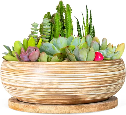 Vista 8 de ARTKETTY Macetas para Suculentas, Macetas Grandes para Suculentas de 8 Pulgadas con Drenaje, Maceta de Cerámica para Bonsái con Bandeja para Plantas