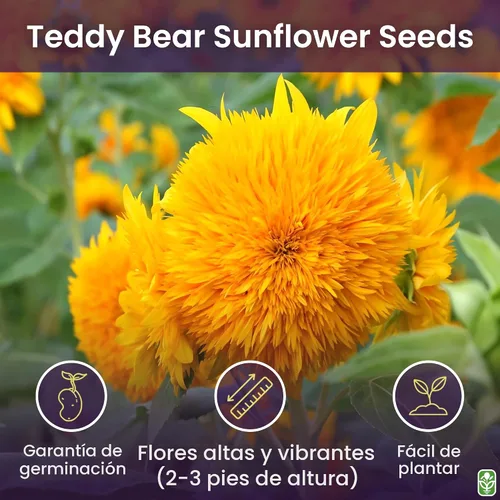 Vista 2 de Semillas de girasol Oso de Peluche – Más de 30 flores gigantes y esponjosas – Semillas de flores autóctonas para plantar al aire libre – Crece hasta