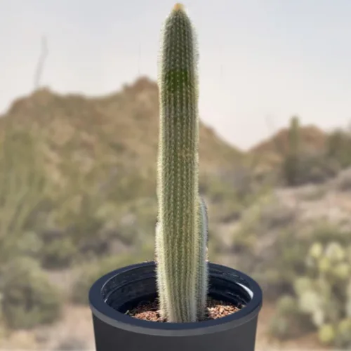 Vista 13 de Cactus Outlet - Curiosity - Plantas de cactus vivas, plantas vivas para uso en interiores y exteriores, cactus vivos, 12 a 18 pulgadas, cactus vivos